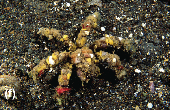 A decorator spider crab covered in sponges and epifauna