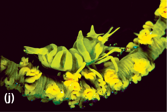 A yellow-green coral shrimp on a yellow-green whip coral