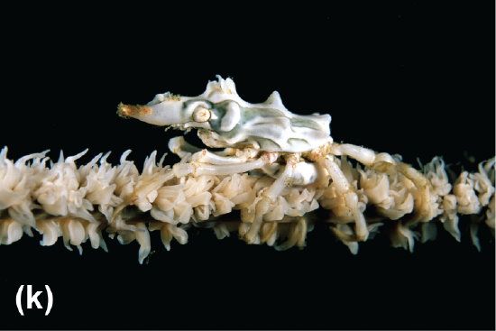 A white and beige spider crab on a white and beige whip coral