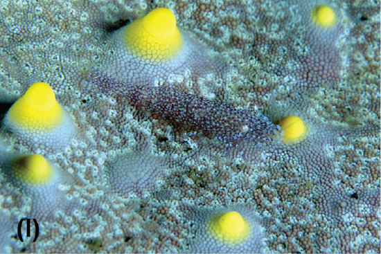 A nearly transparent rounded sea star shrimp