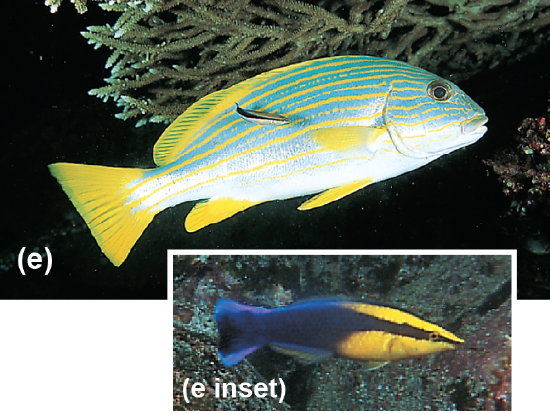 A cleaner wrasse and an insert of a cleaner wrasse tending another fish