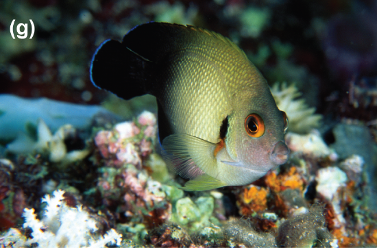 A pearscale angelfish