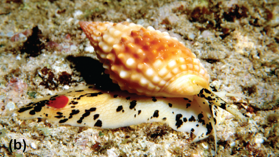 A mud snail