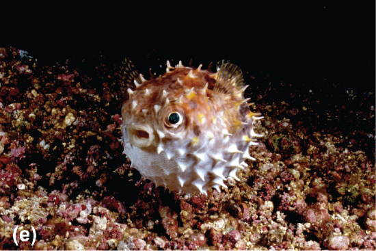 An inflated orbicular burrfish