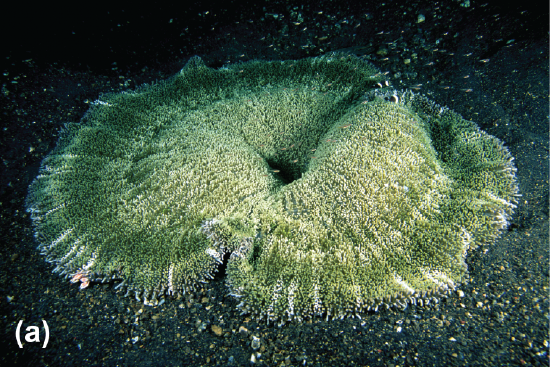 A Haddon&rsquo;s sea anemone