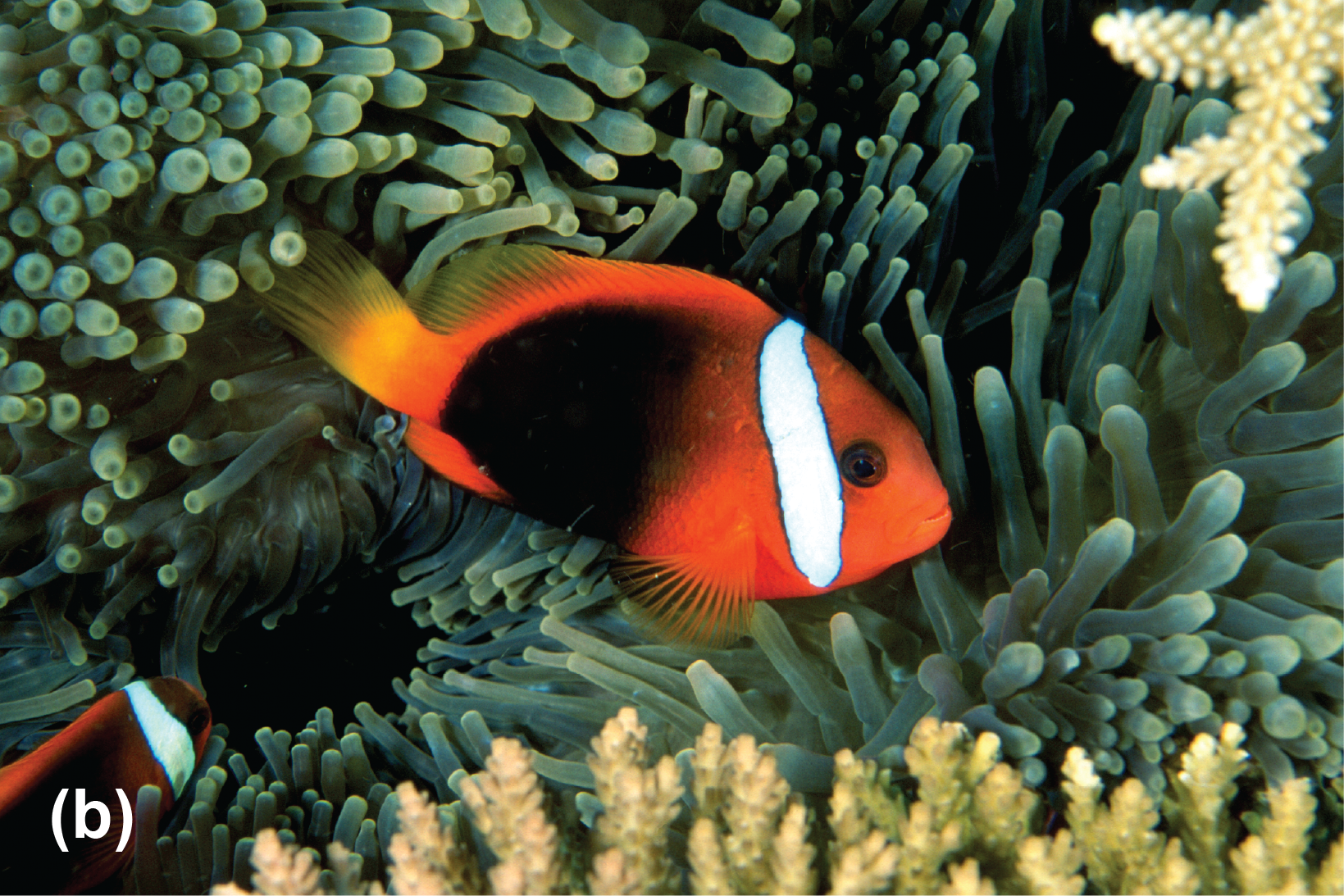 Tomato anemonefish