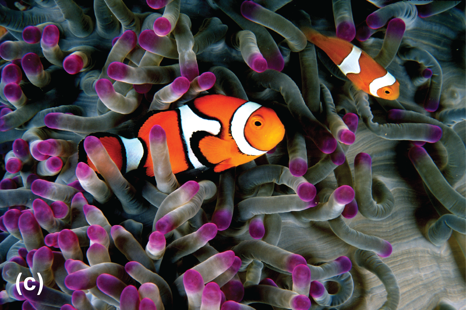 Clown anemonefish