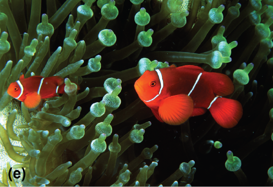 Spinecheek anemonefish