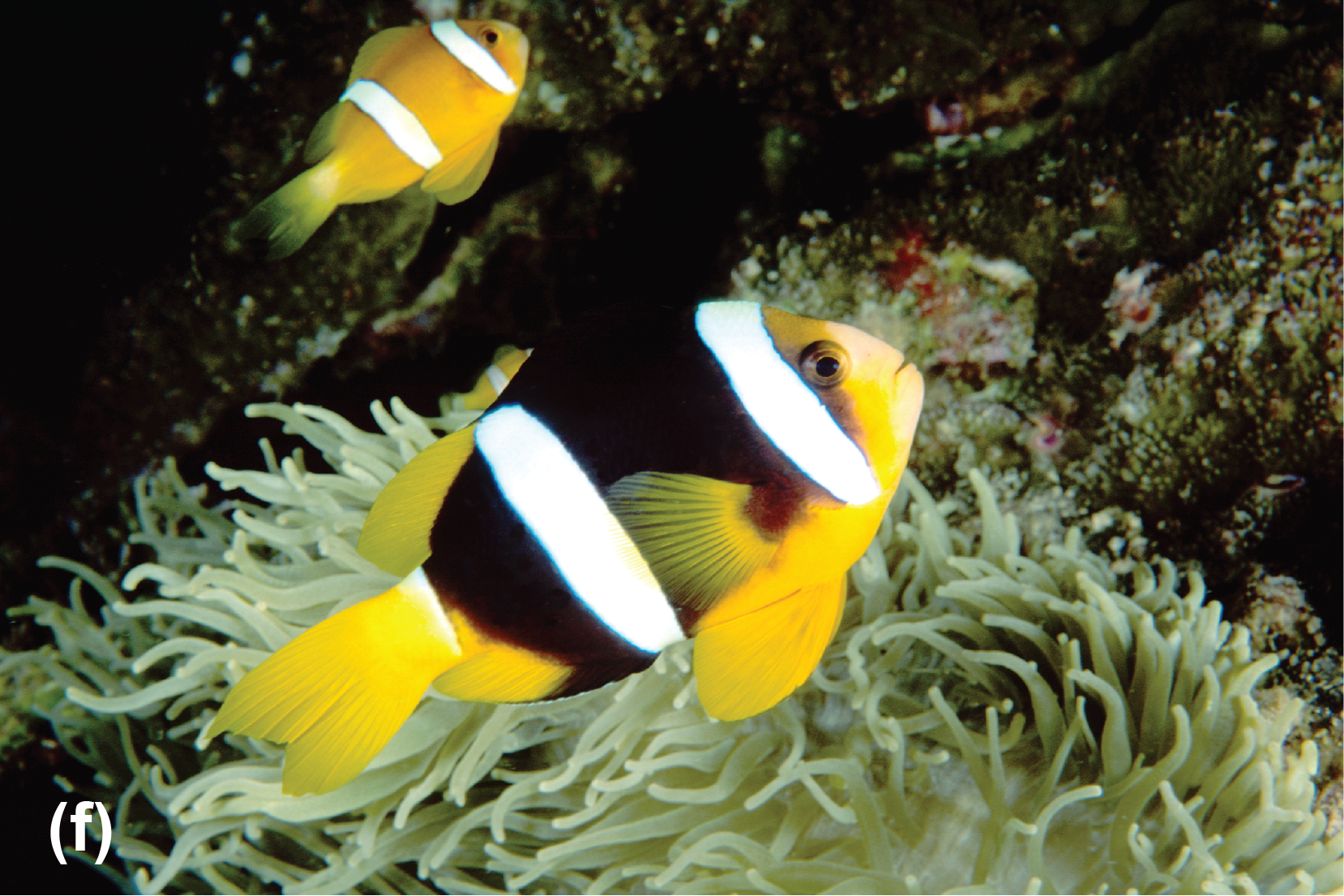 Clark&rsquo;s anemonefish