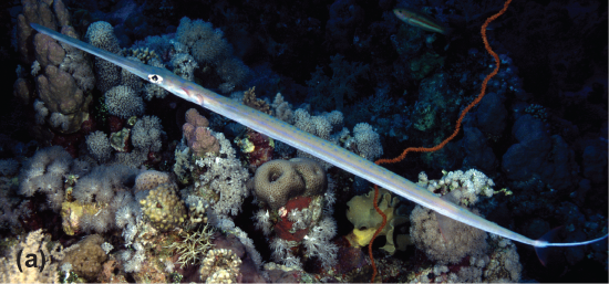 A cornetfish