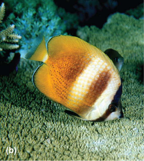 A Klein’s butterflyfish