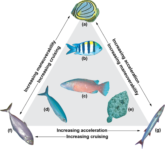 Diagram of trade off in fish shape between maneuverability, acceleration and cruising, and fish that fit different profiles