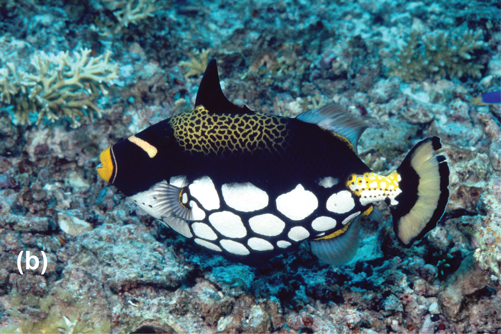 A clown triggerfish