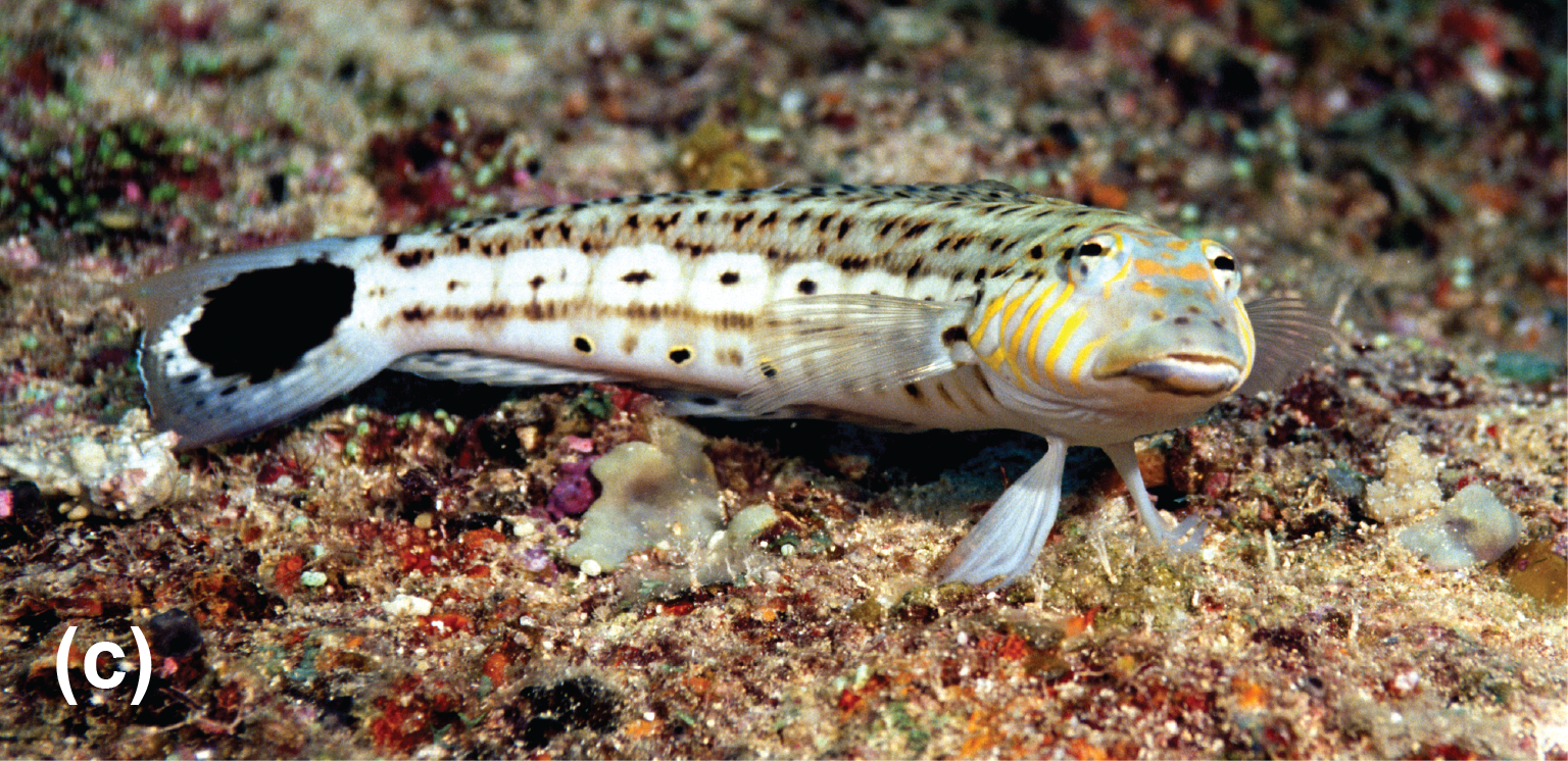 A speckled sandperch