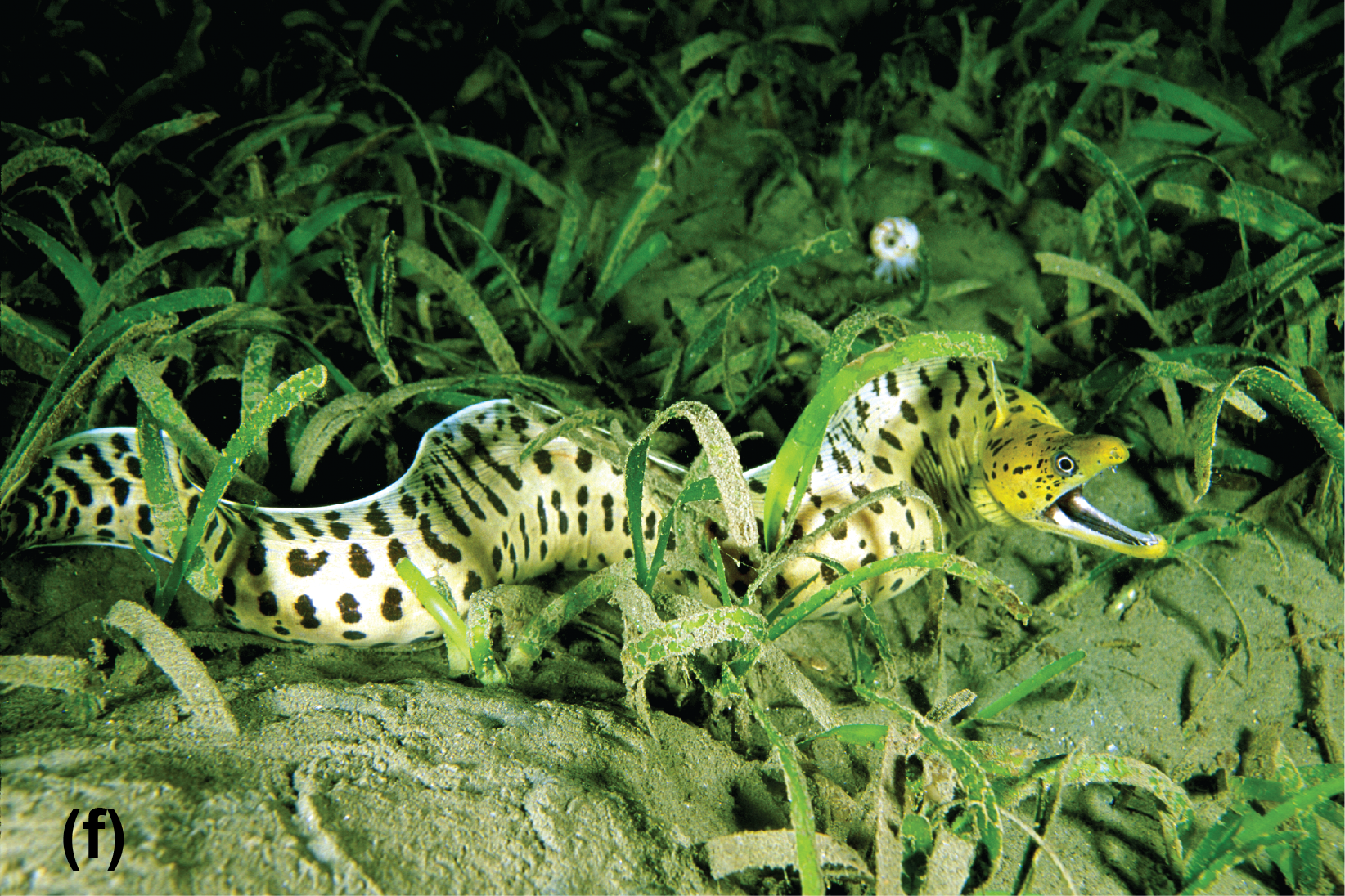 A darkspotted moray eel