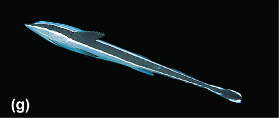A remora