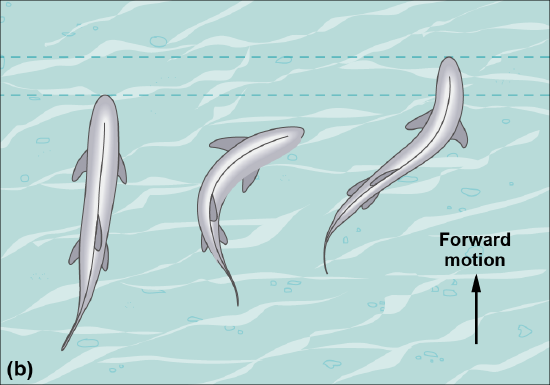A diagram of fish movement