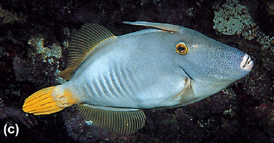 A triggerfish