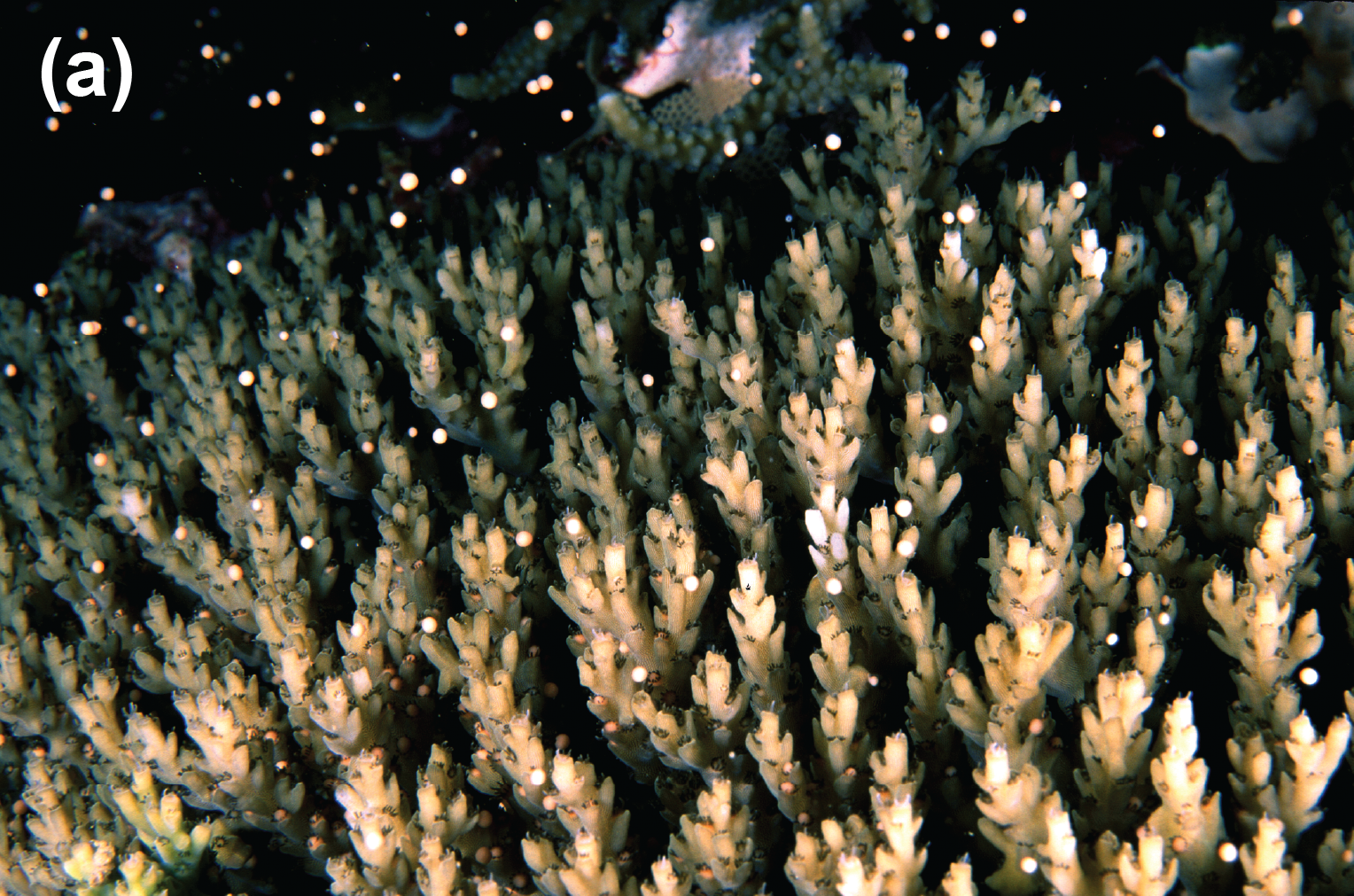 Pale dogs of eggs released by a hard coral