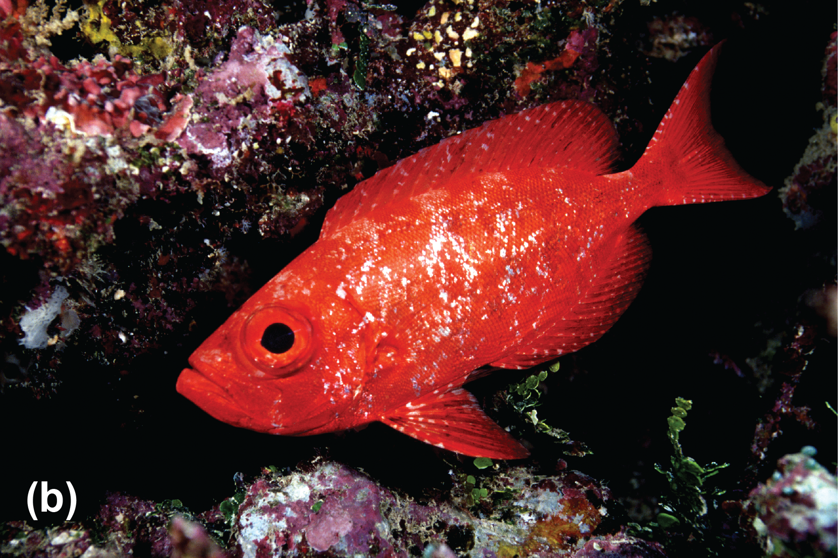 Two mandarinfish