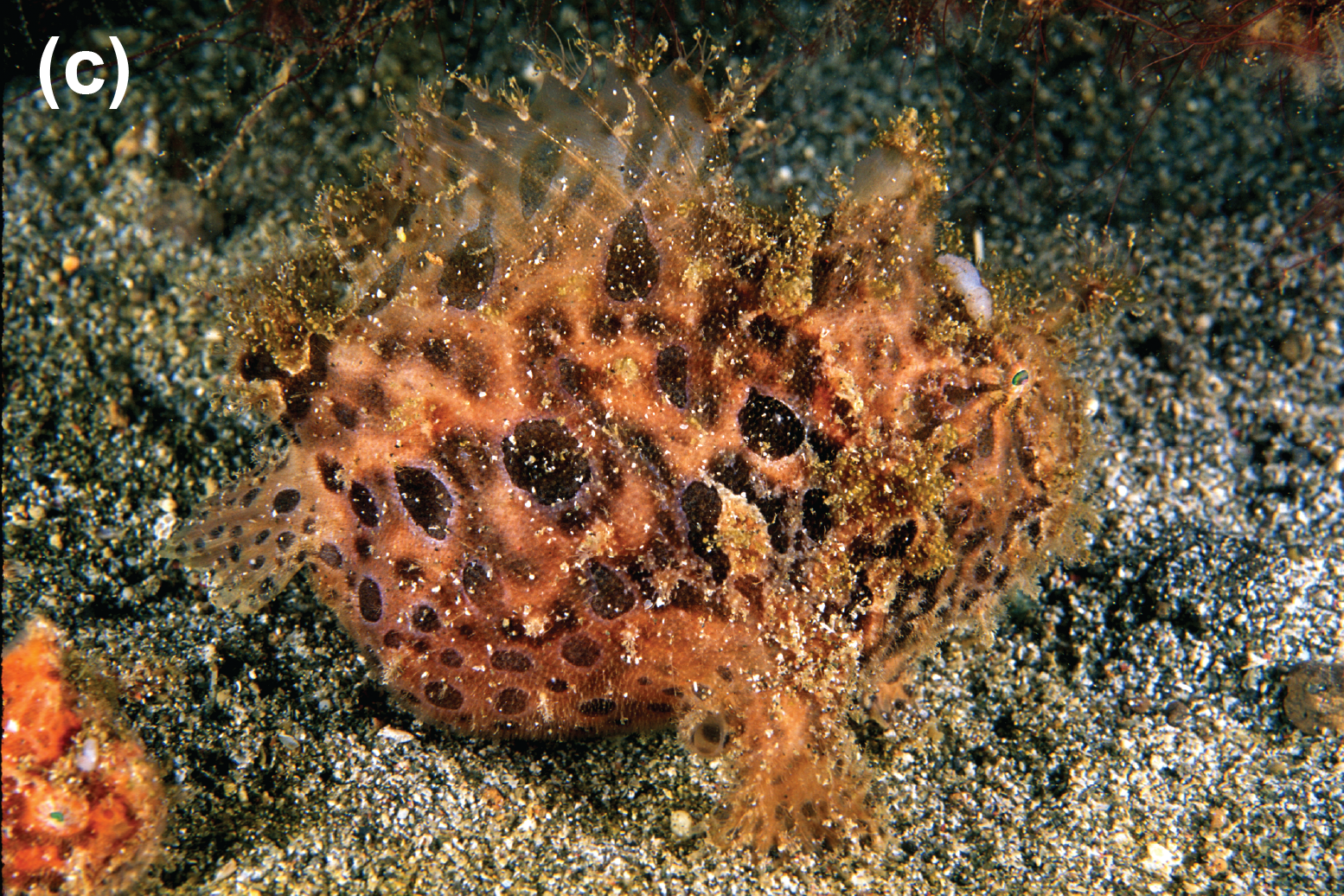 A Lembeh frogfish