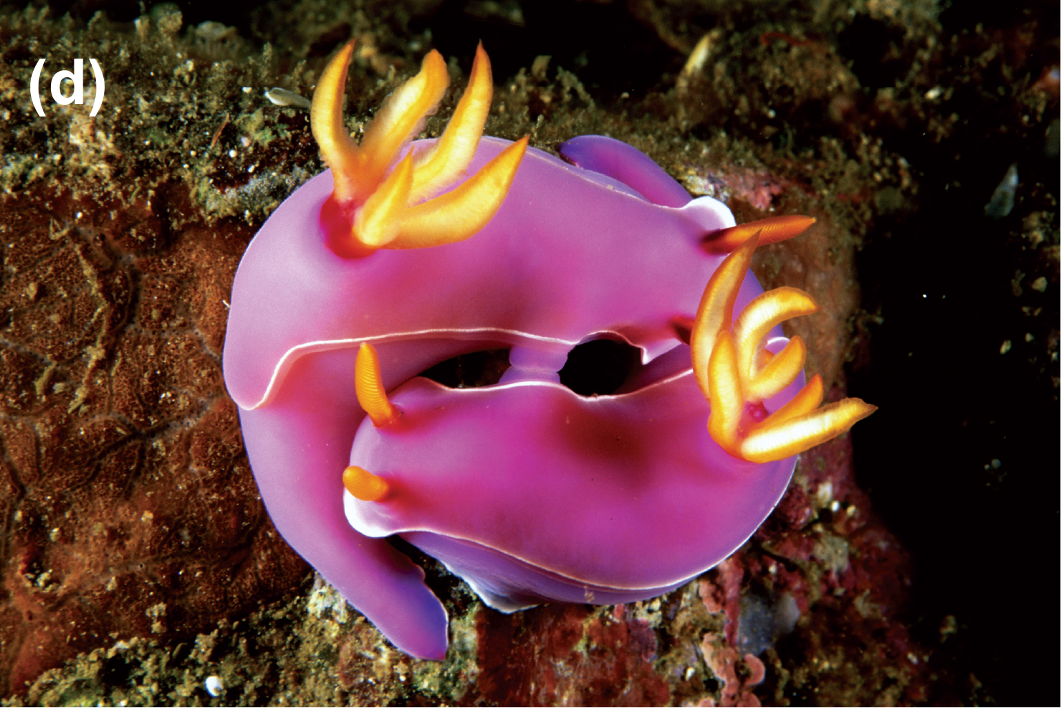 Two nudibrachs