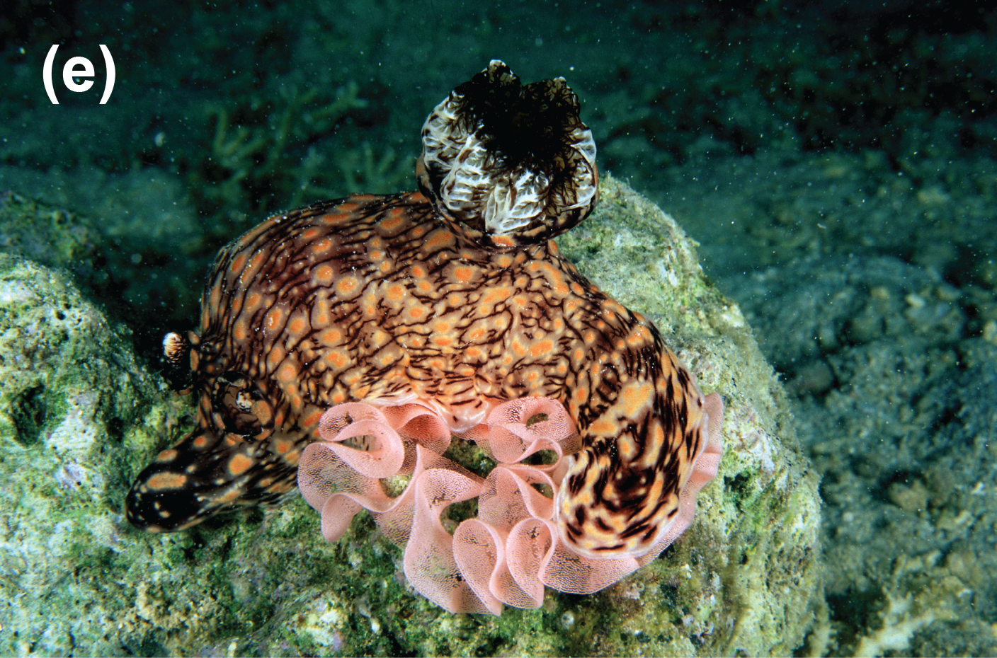 A nudibrach