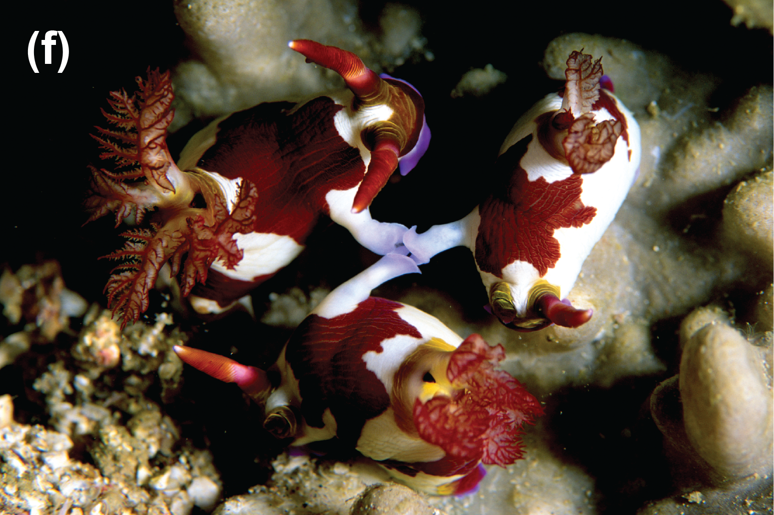 Three nudibranchs