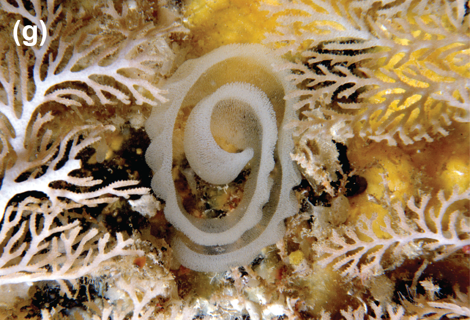 A thin, fibrous spiral