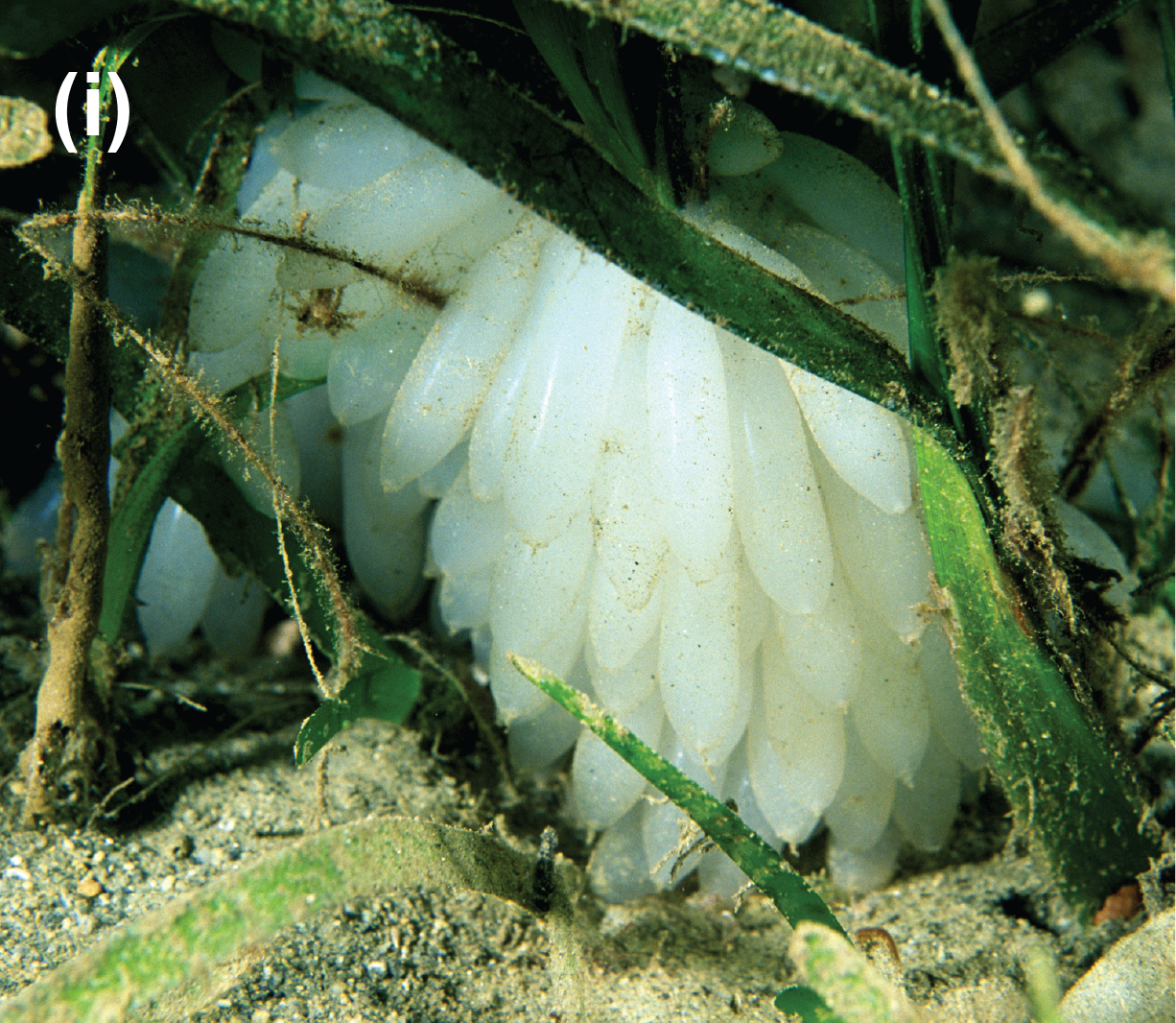Tiny, long skinny eggs