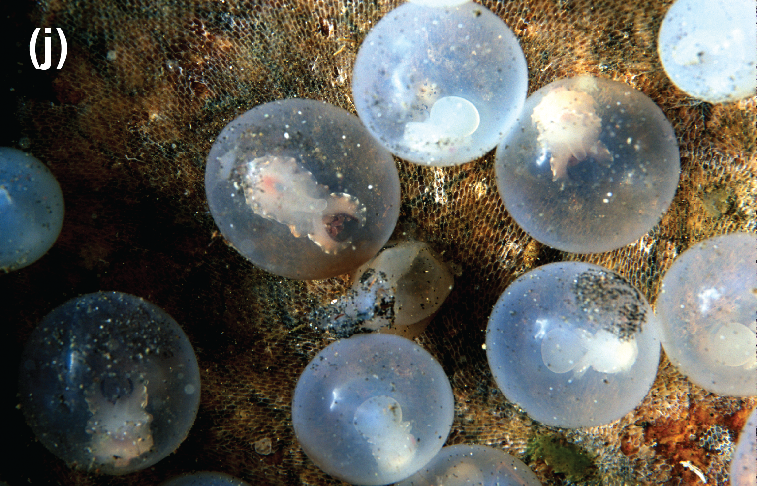Tiny cuttlefish still inside their transparent eggs