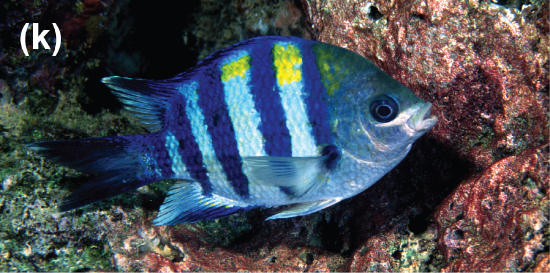 A damselfish