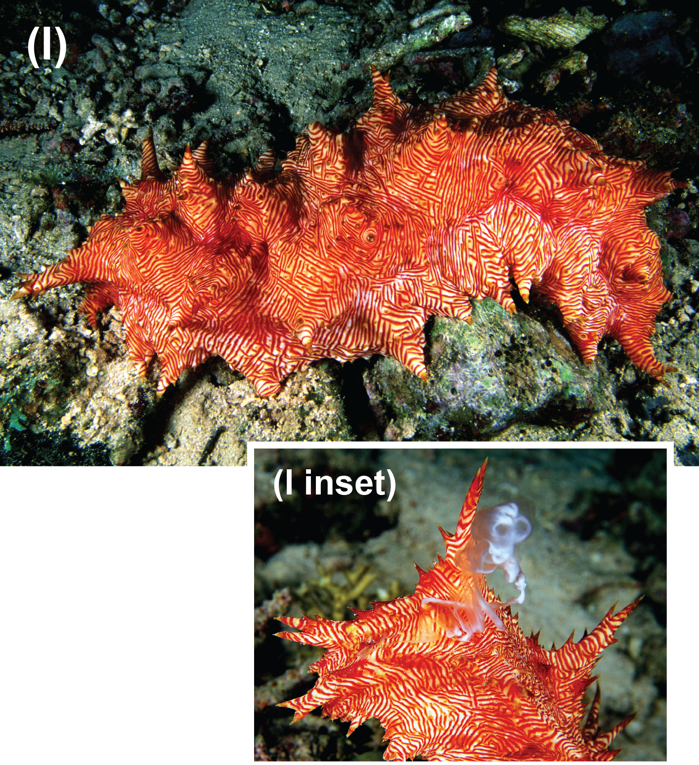 Sea cucumber releasing a milky swirl of eggs and insert of sea cucumber