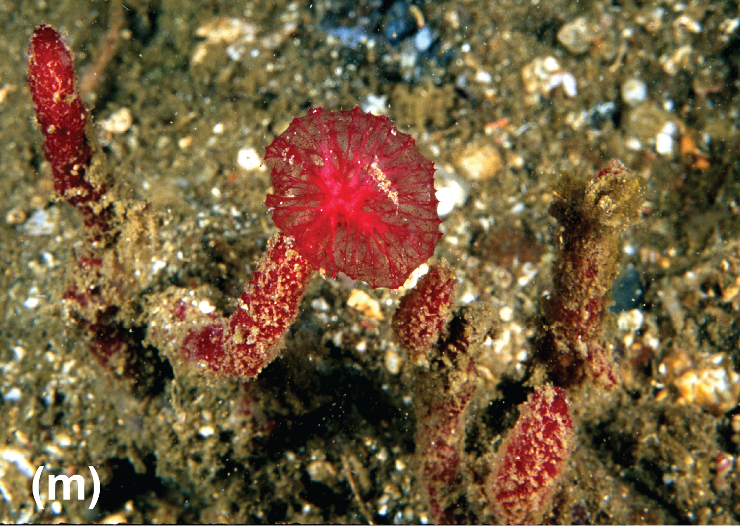 A sponge with a round structure