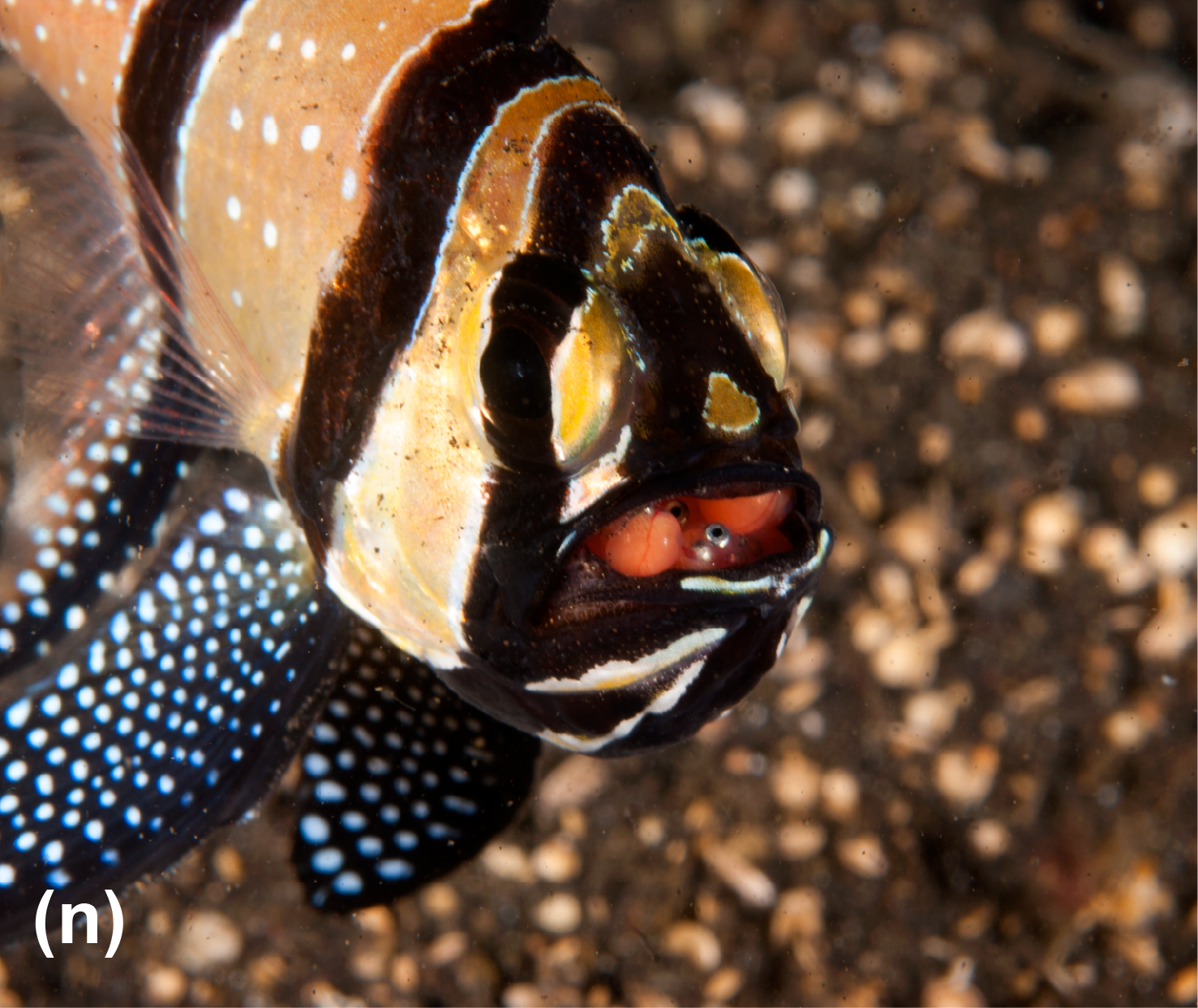 A fish mouth with eggs inside