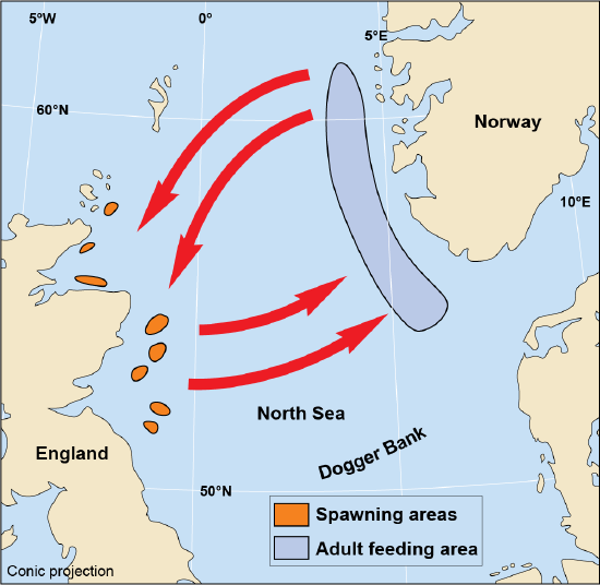 Map of north sea with spawning and adult feeding areas for herring