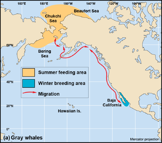 Maps of the migration route between summer feeding and winter breeding areas for gray whales