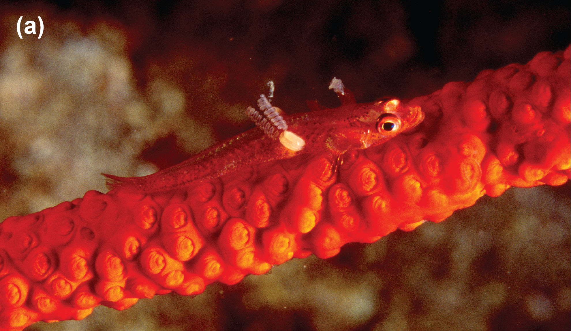 A copepod on a whip goby