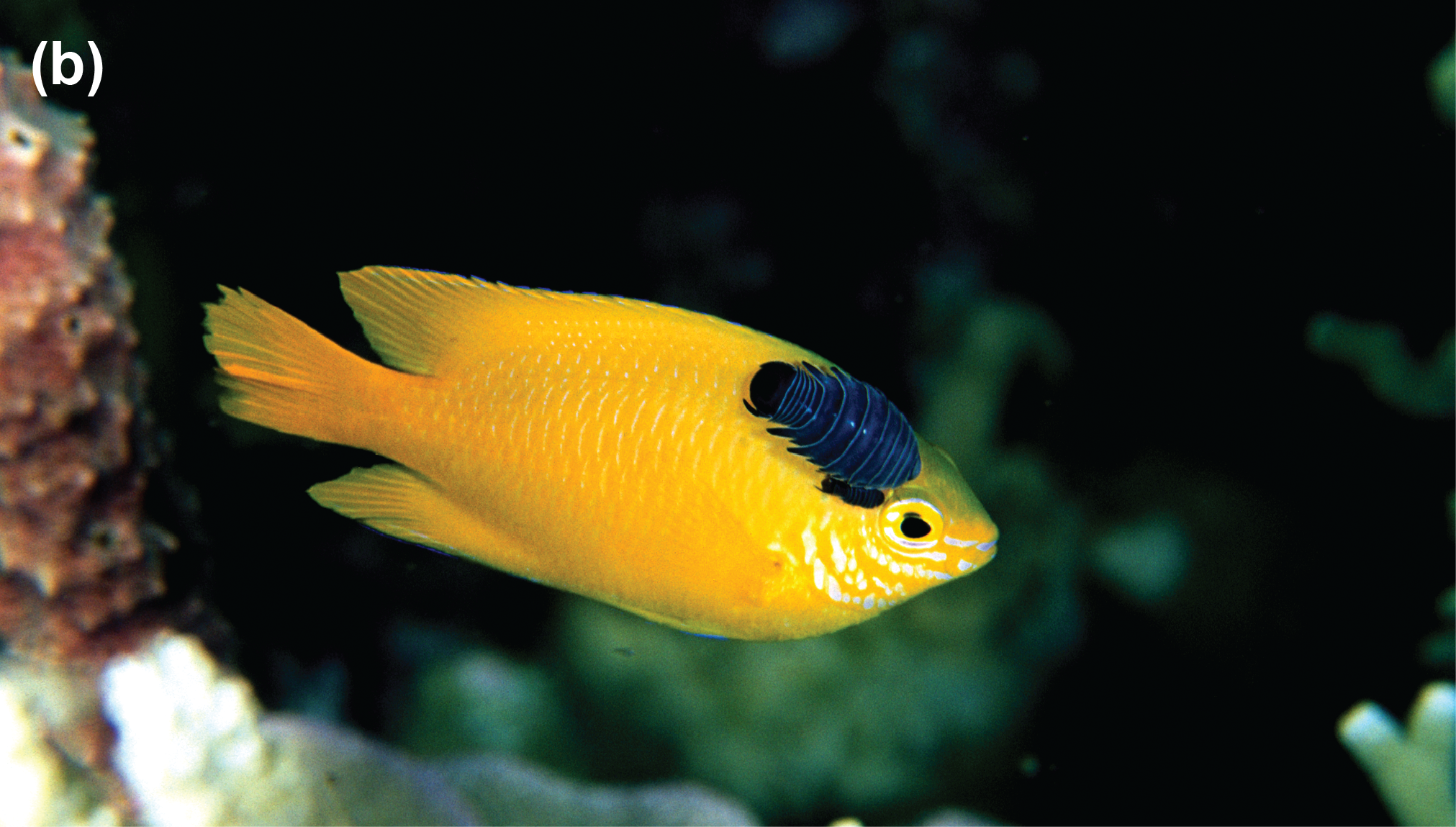 A black isopod on a yellow fish