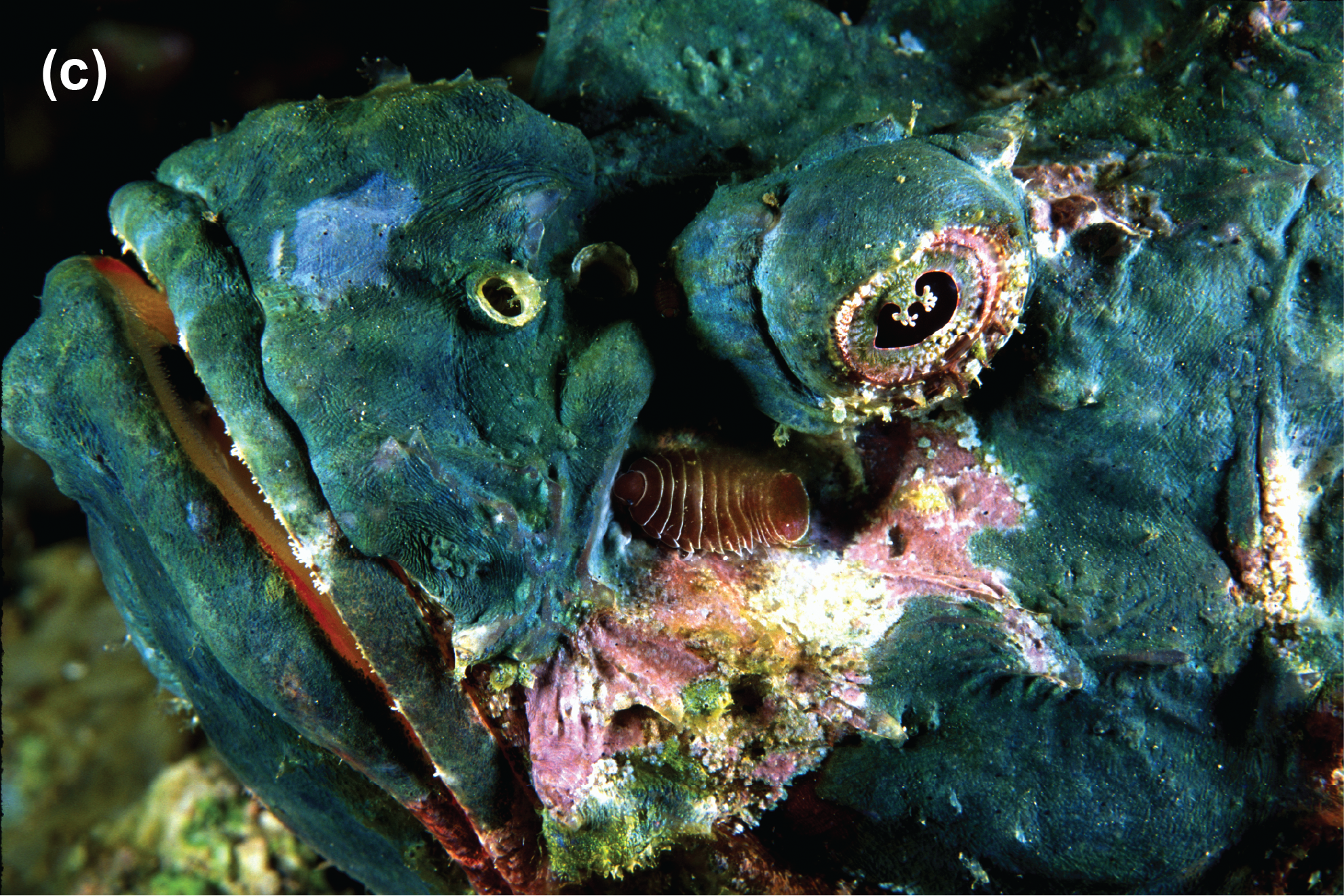 An isopod on a scorpionfish