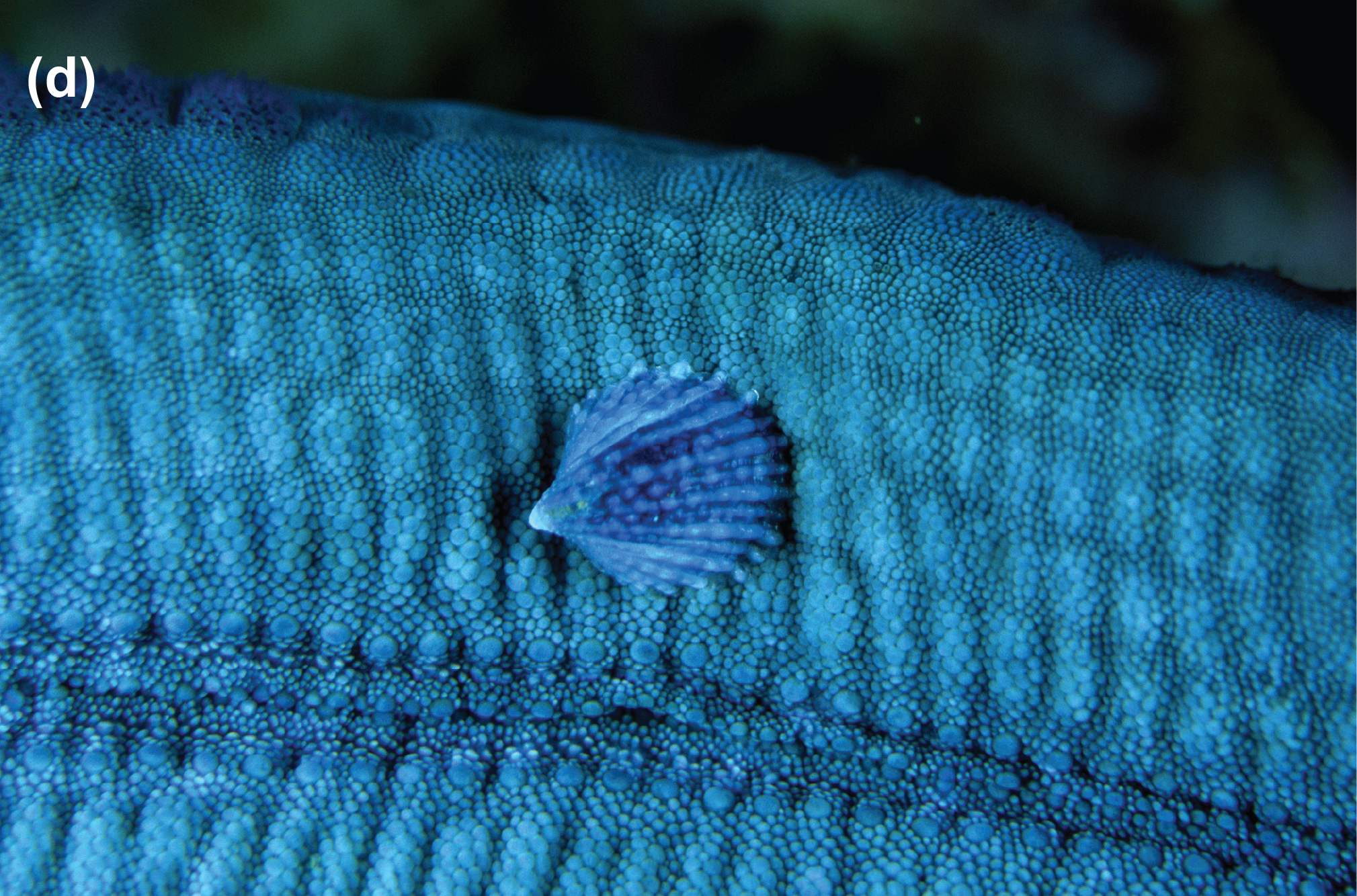 A snail on sea star