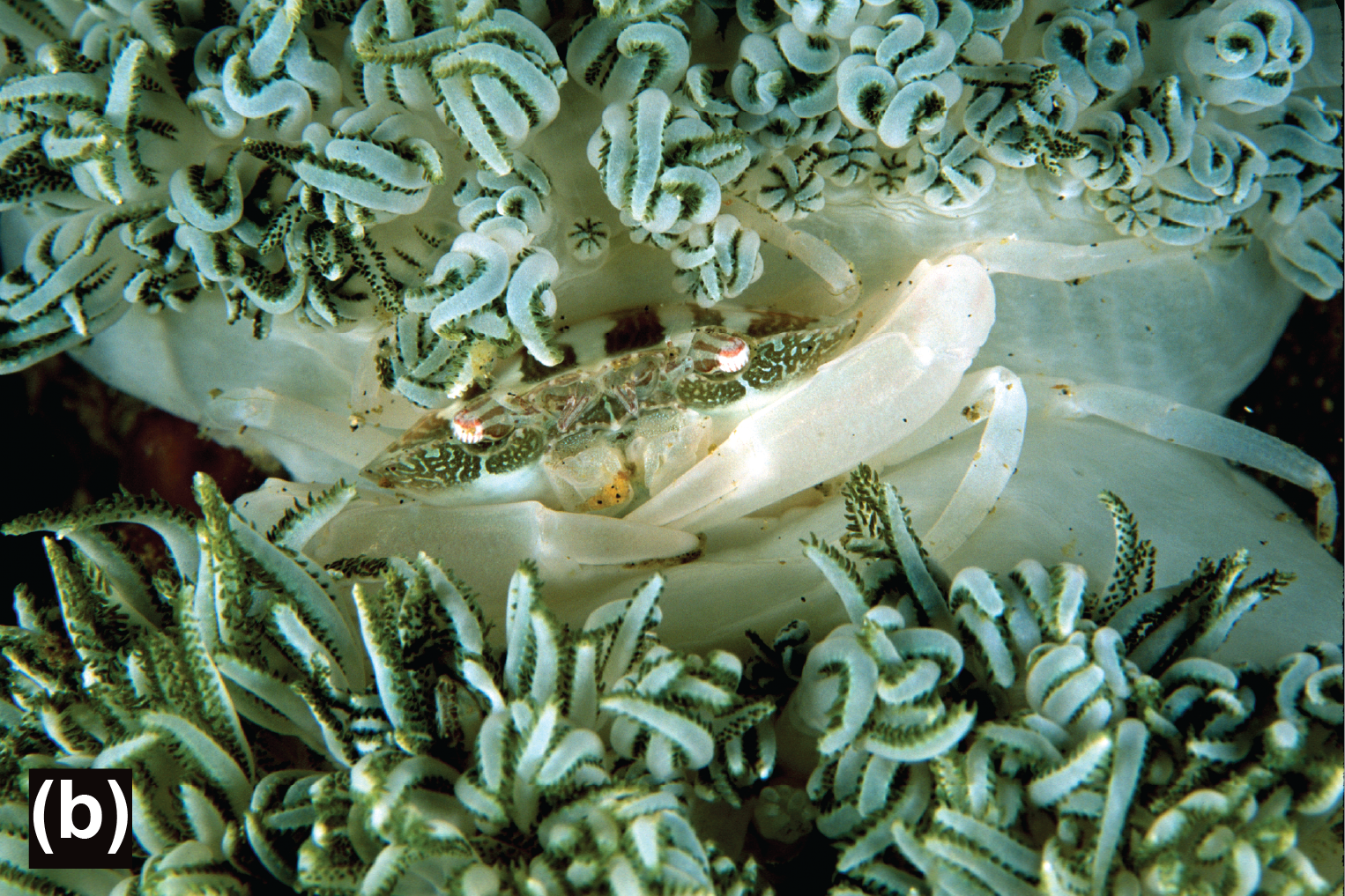 A white Xenia swimming crab on a white soft coral