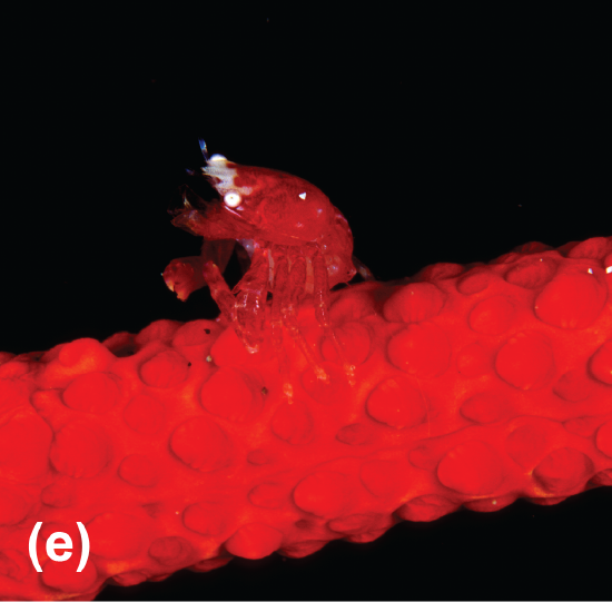 A red porcelain crab on a red whip coral