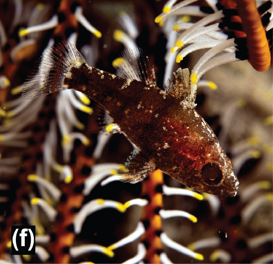 A weed cardinalfish in a crinoid
