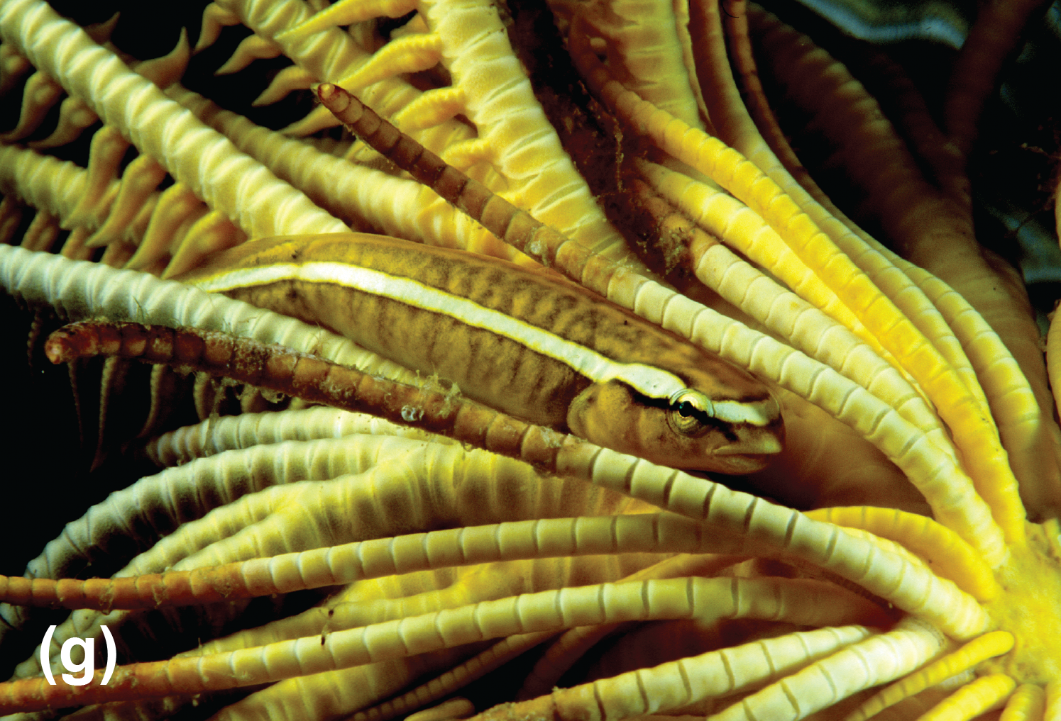 A crinoid clingfish in a crinoid