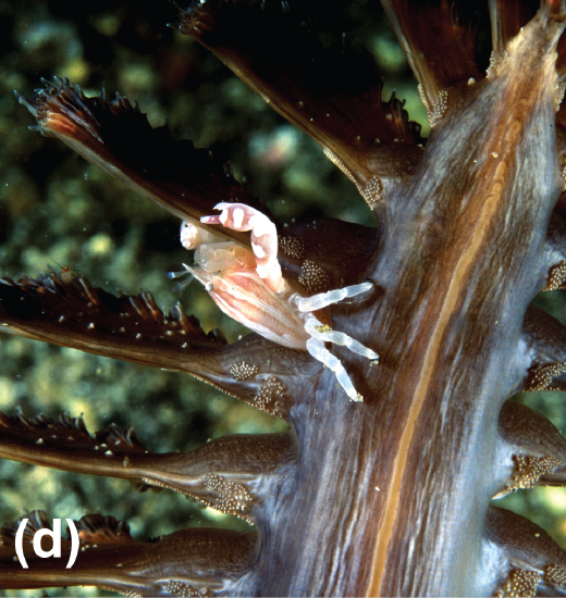 A porcelain crab on a sea pen