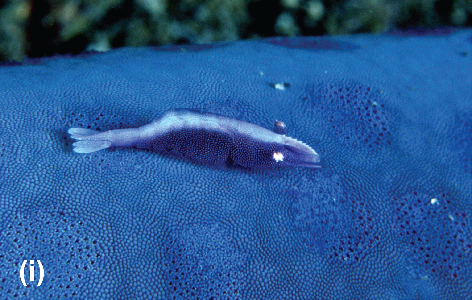 A sea star shrimp on a sea star