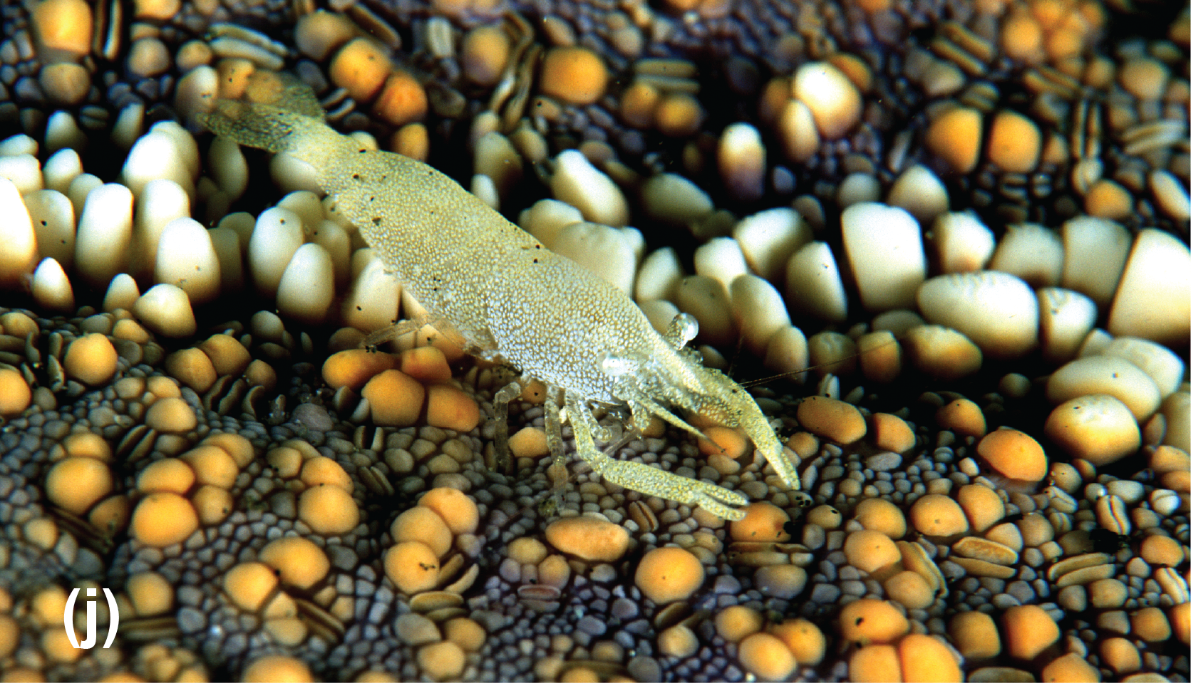A sea star commensal shrimp on a sea star