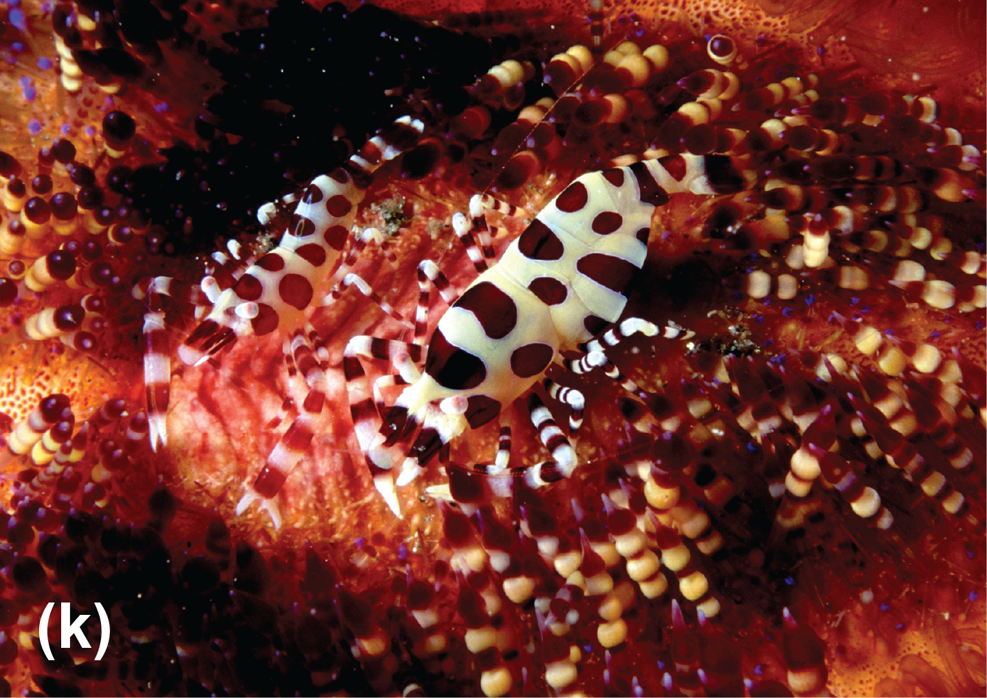 Coleman’s shrimp on a fire urchin