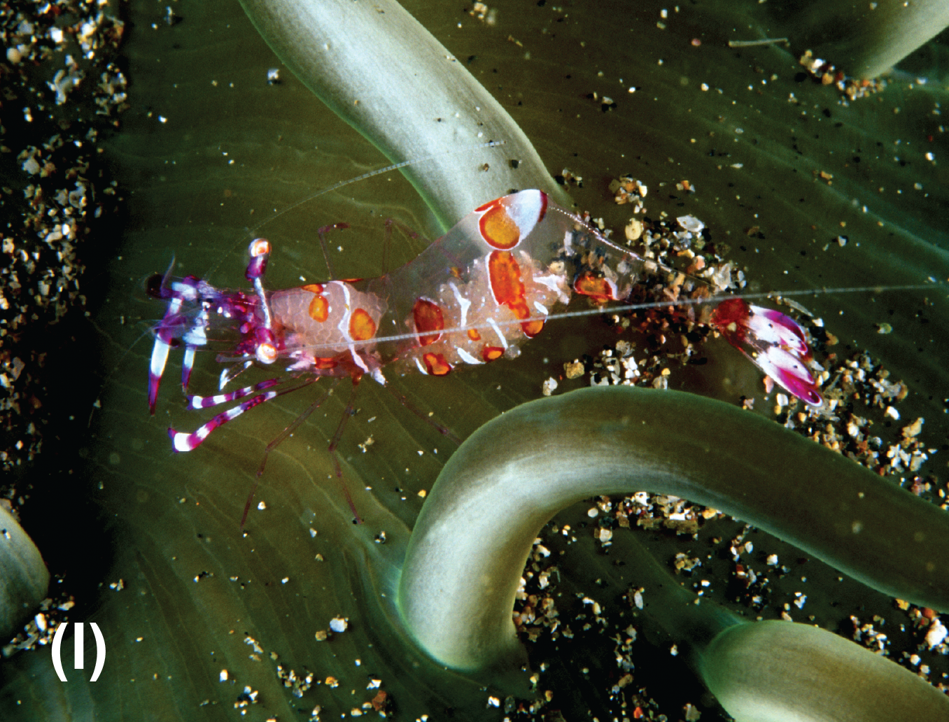 A shrimp on an anemone